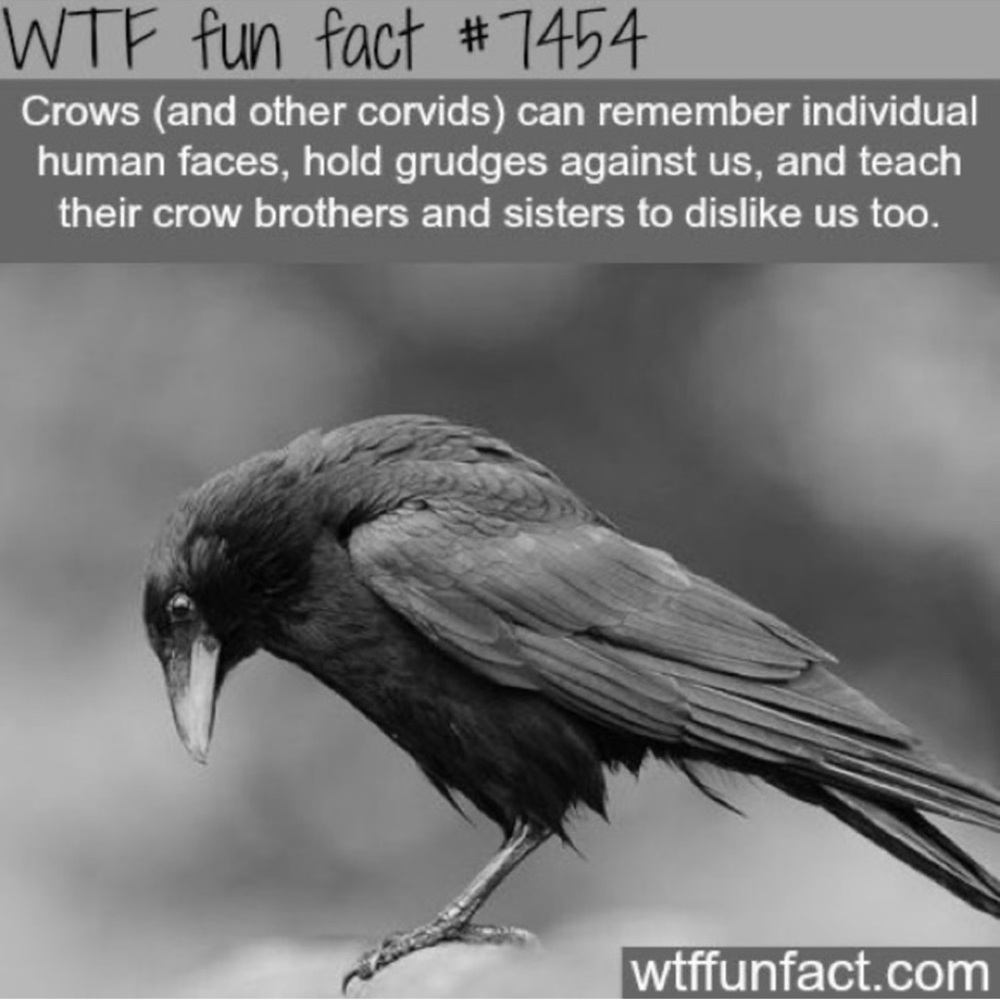 $2 RAVEN PIN/BROOCH. ENAMEL/METAL. NEW. $2 WITH ANY $10 ORDER OR MORE - Picture 9 of 16